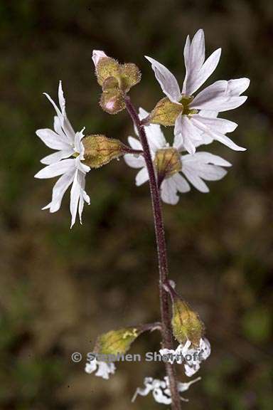 lithophragma affine 1 graphic